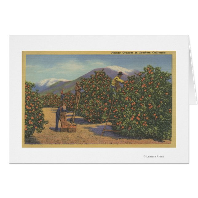 Southern California - Picking Oranges (Front Horizontal)