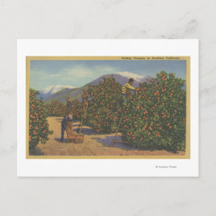 Southern California - Picking Oranges Postcard