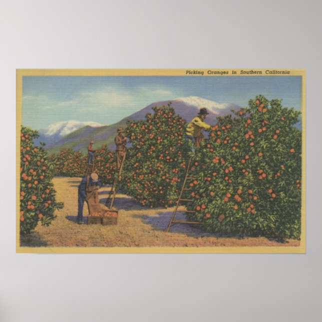 Southern California - Picking Oranges Poster (Front)