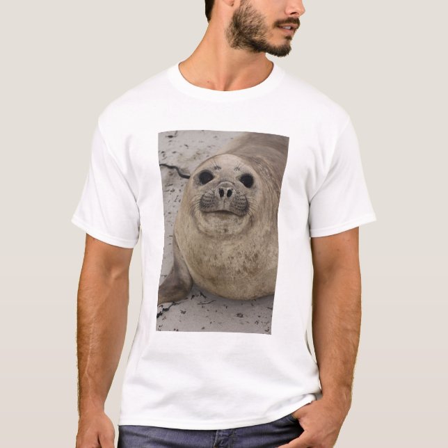 Southern Elephant Seal Mirounga leonina) T-Shirt (Front)