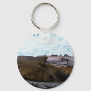 Southern Elephant Seals Keychain