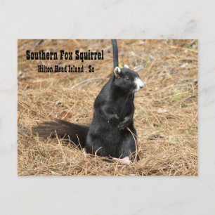 Southern Fox Squirrel Postcard