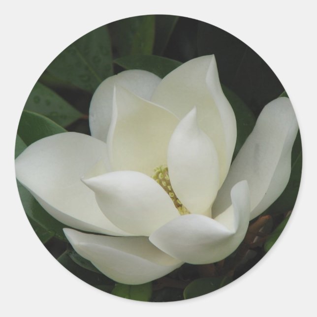 Southern Magnolia Bloom Classic Round Sticker (Front)