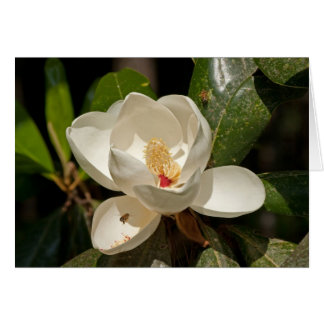 Southern Magnolia Flower