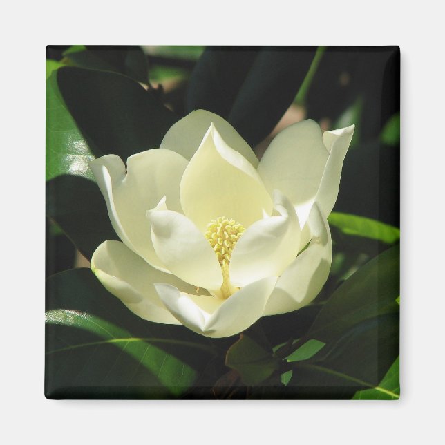 Southern Magnolia Magnet (Front)
