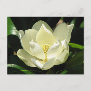 Southern Magnolia Postcard