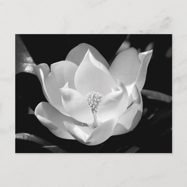 Southern Magnolia Postcard (Front)