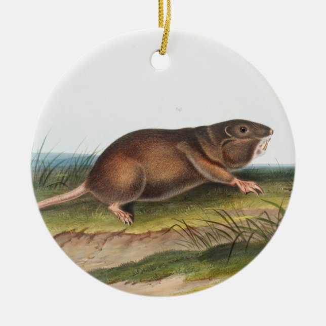 Southern Pouched Rat, Shrew Mole Illustration Ceramic Ornament (Front)