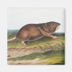 Southern Pouched Rat, Shrew Mole Illustration Magnet