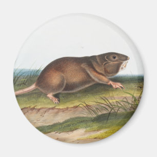 Southern Pouched Rat, Shrew Mole Illustration Magnet