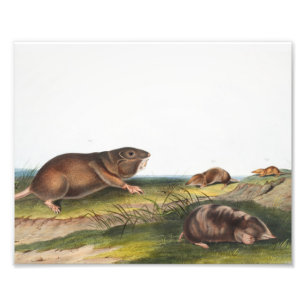Southern Pouched Rat, Shrew Mole Illustration  Photo Print