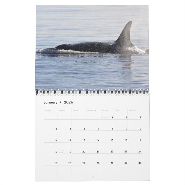 Southern Resident Killer Whales ~ 2012 Calendar (Jan 2026)