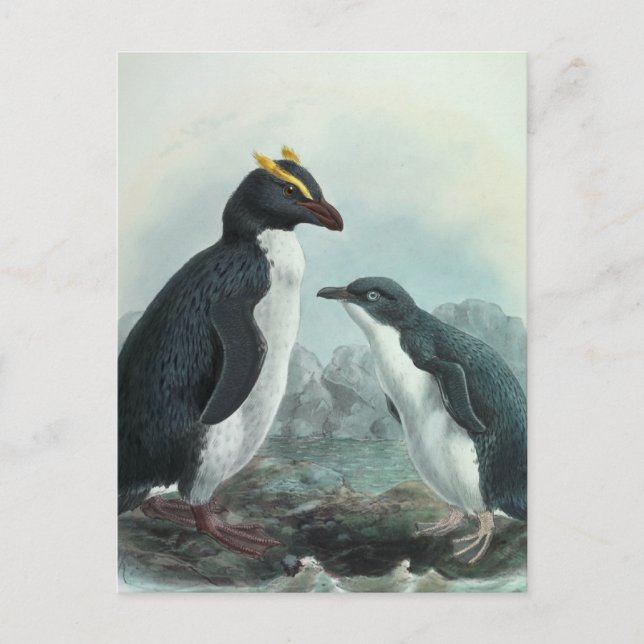 Southern Rockhopper Penguin Postcard (Front)