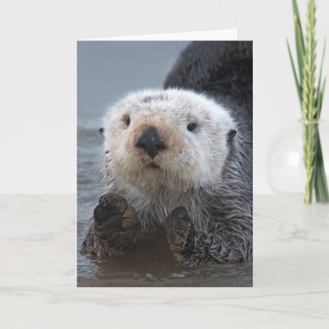 Southern Sea Otter (Enhydra lutris) Card (Front)