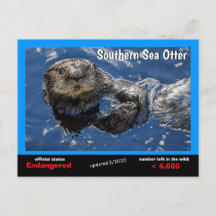 Southern Sea Otter is endangered species 3/2020- Holiday Postcard