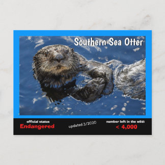 Southern Sea Otter is endangered species 3/2020- Holiday Postcard