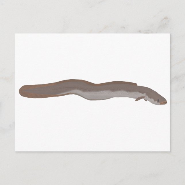 Southern Shortfin Eel Postcard (Front)