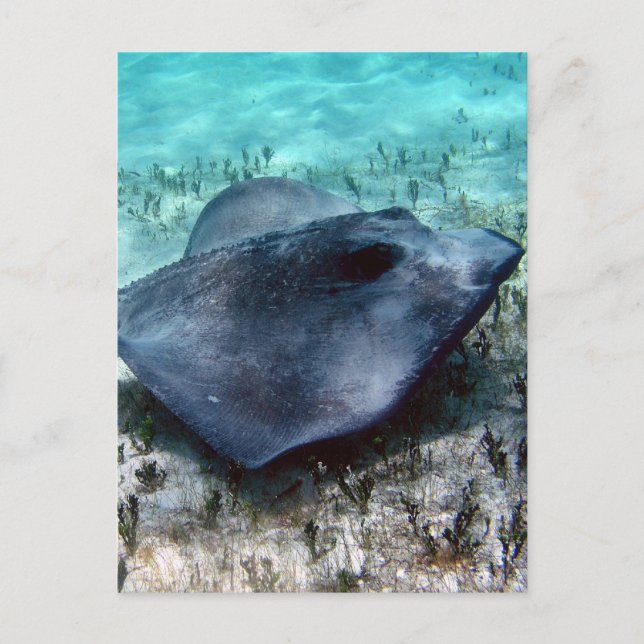 Southern Stingray Postcard (Front)