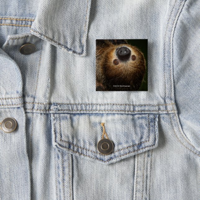 Southern Two-Toed Sloth 2 Inch Square Button (In Situ)