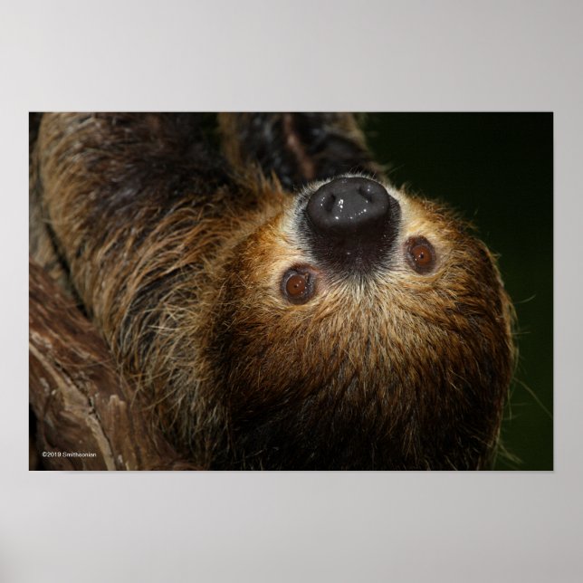 Southern Two-Toed Sloth Poster (Front)