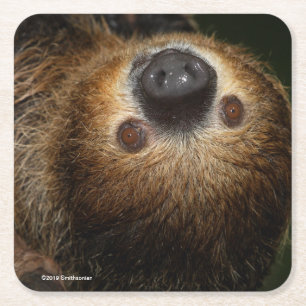 Southern Two-Toed Sloth Square Paper Coaster
