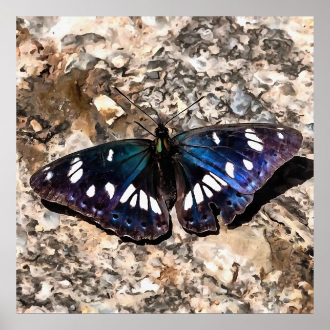 Southern White Admiral On Stone Butterfly Portrait Poster (Front)
