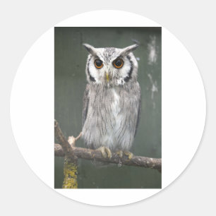 Southern White Faced Owl Classic Round Sticker