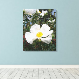 Southwestern Prickly Poppy Photograph Canvas Print