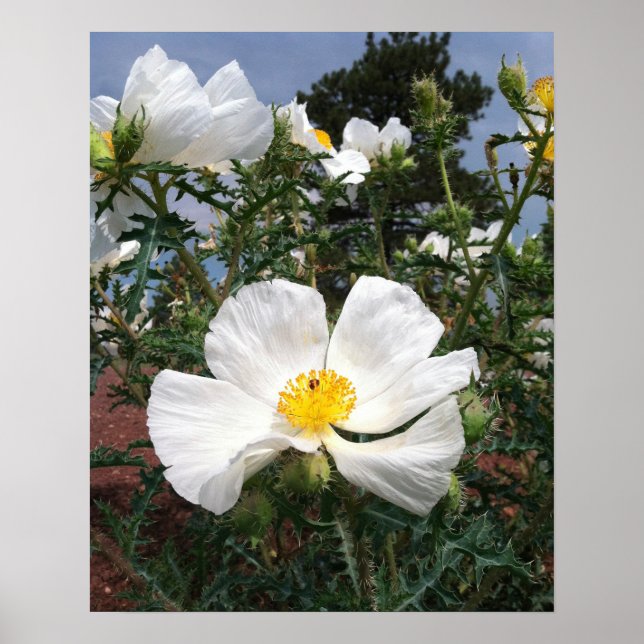 Southwestern Prickly Poppy Photograph Poster (Front)