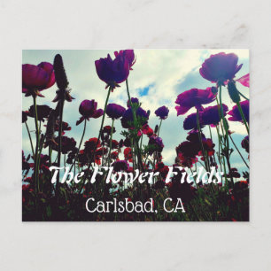 Souvenir Postcard: Flower Fields in Carlsbad, CA. Postcard