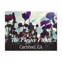 Souvenir Postcard: Flower Fields in Carlsbad, CA.