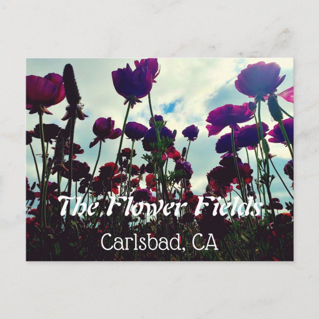 Souvenir Postcard: Flower Fields in Carlsbad, CA. Postcard (Front)
