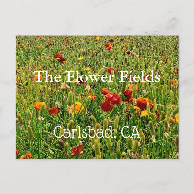 Souvenir Postcard: The Flower Fields, Carlsbad, CA Postcard (Front)