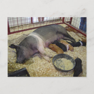 Sow and Piglets Postcard
