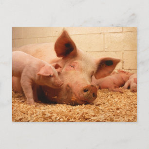 Sow and Piglets Postcard