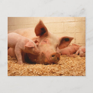 Sow and piglets postcard