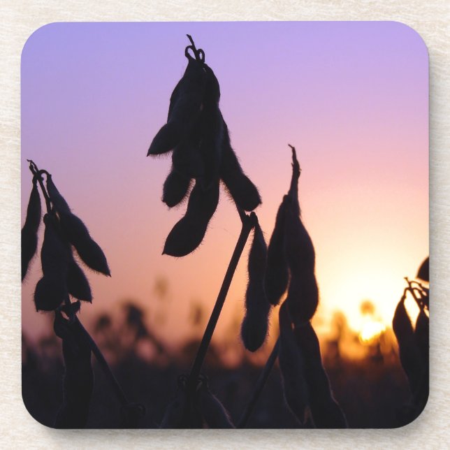 Soybeans at Sunset Coaster (Front)