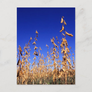 Soybeans Postcard