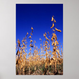 Soybeans Poster