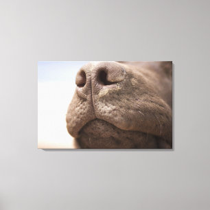 Spain, Costa Blanca, Close-up of chocolate Canvas Print