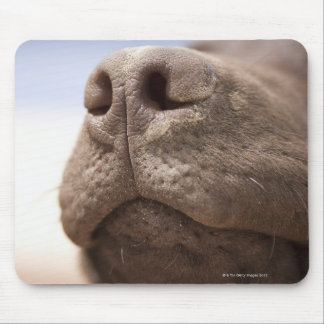 Spain, Costa Blanca, Close-up of chocolate Mouse Pad
