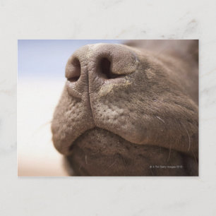 Spain, Costa Blanca, Close-up of chocolate Postcard