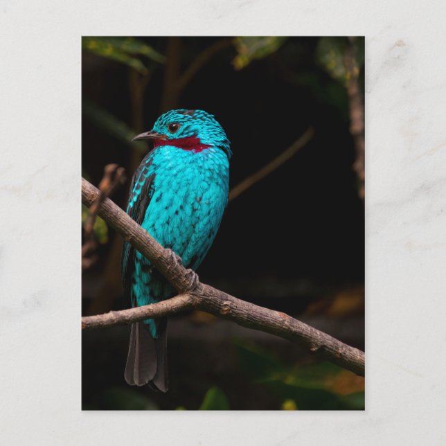 Spangled cotinga postcard (Front)