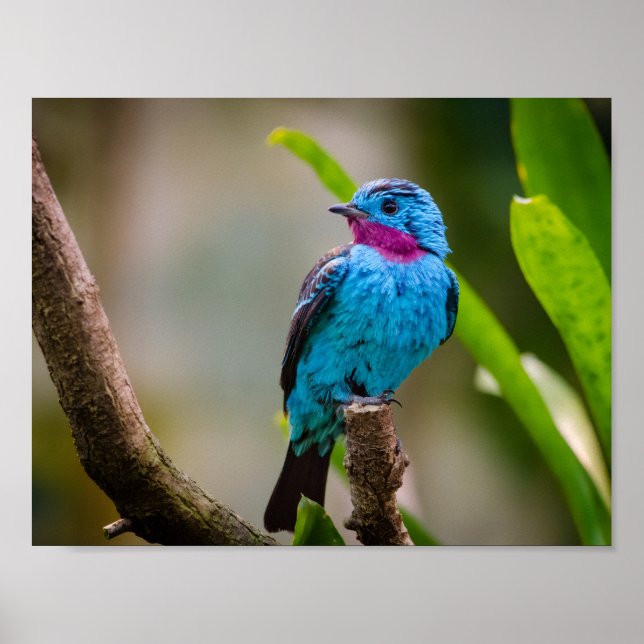 Spangled Cotinga Poster (Front)
