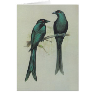Spangled Drongo - Dicrurus hottentottus