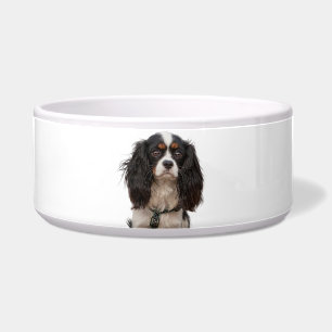 SPANIEL