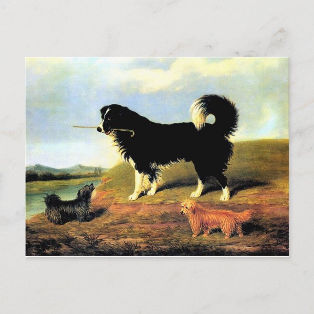 Spaniel and Two Norfolk Terriers Postcard (Front)