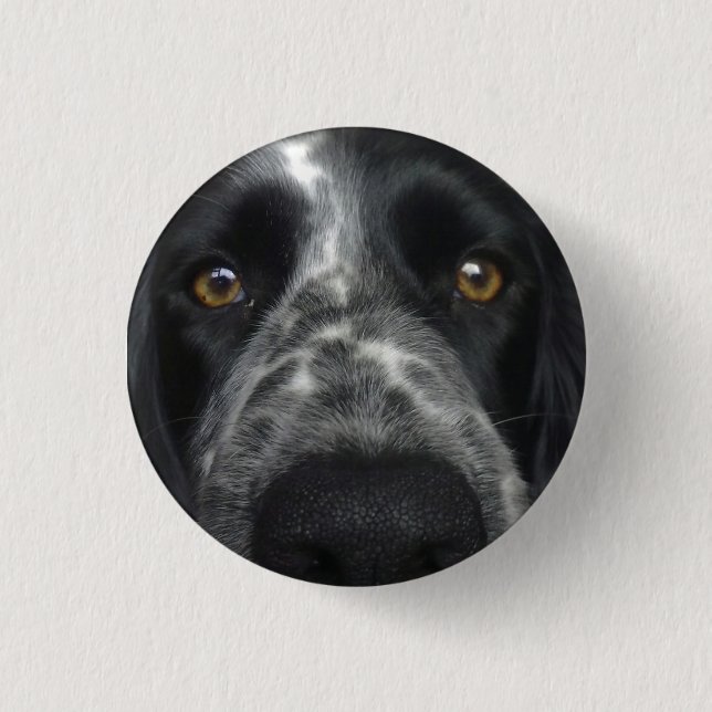 Spaniel close up badge 1 inch round button (Front)