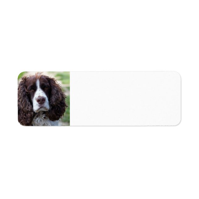 spaniel de springer anglais.png (Devant)