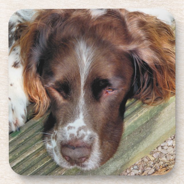 SPANIEL DOG COASTER (Front)